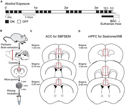 Chronic Alcohol Exposure Induces Aberrant Mitochondrial Morphology and Inhibits Respiratory Capacity in the Medial Prefrontal Cortex of Mice